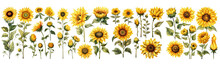 Set Of Sunflowers Watercolor Collection Hand Drawn, Sunflowers Elegant Watercolor Illustration , Sunflowers Isolated Transparent Background, PNG.