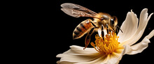 Isolated Bee On A Flower, Black Background, Close-up Of A Striped Bee Collecting Nectar, Generative AI.