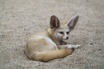 Sticker - fennec fox (Vulpes zerda)