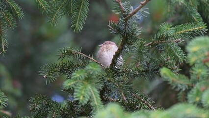 Wall Mural - Among the branches, young goldfinch flies away (Carduelis carduelis)