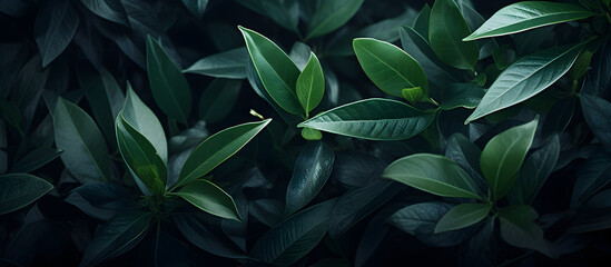  beautiful green plant background banner with a touch of luxury