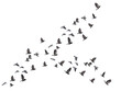 flying birds formation of pigeons many  isolated for backgound