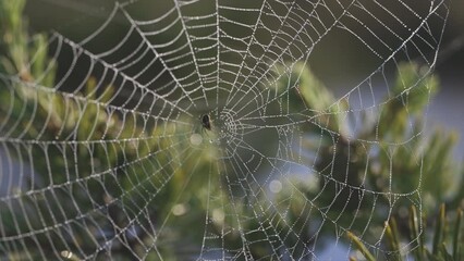 Wall Mural - Slow motion video of a spider guarding its large web that's covered in dew, from the strong early morning winds and being backlit by the sun