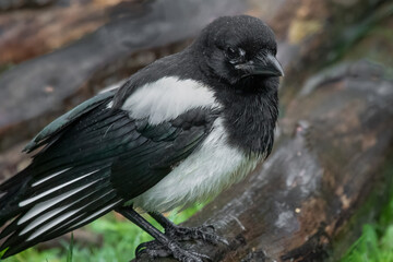 A very close portrait of a magpie, Pica pica, as it perches on a pile of branches