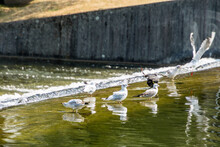 Group Of Seagulls Wading In Fountain Outdoors