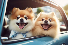 Two Cute Pomeranian Dogs Smiling On Car, Going For Travel Or Outing, Pet Life And Family Concept