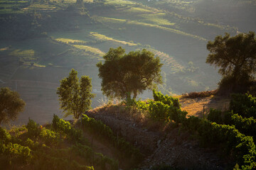 Wall Mural - The vineyards of the Douro Valley in the backlight of sunset, Portugal.