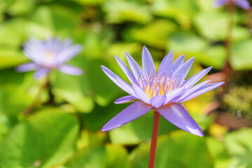 Canvas Print - Closeup view of Nymphaea. Beautiful violet flower of water lily