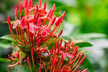 Closeup Scene Of Blooming Red Ixora Flowers.