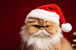 Gato enojado con un gorro de Navidad, Divertida felicitación de Navidad de mascota 