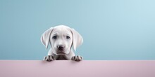 Retrato Cachorro De Perro Gris Apareciendo Por Encima De Una Pared, Invitación Para Fiesta De Mascotas, Perro Con Cara Adorable 