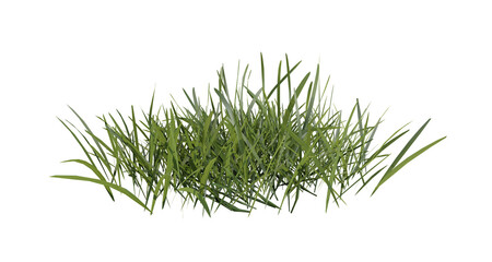 Wall Mural - bunches of grass on a transparent background. 3d rendering.