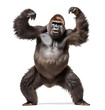 aggressive gorilla standing on isolated background