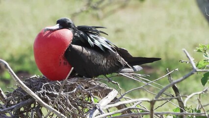 Magnificent frigatebird, Fregata magnificens, is a big black seabird with a characteristic red gular sac. Male frigate bird nesting with inflated sack, galapagos islands, Ecuador, South America