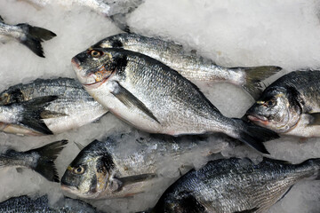 close up of a fresh sea bream fish on ice in the supermarket