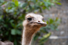 Close Up Photo Of An Ostrich Head