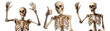 Set of Halloween skeletons isolated on white background - Generative AI