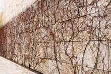 Stone Cladded Wall Covered With Leafed Vines