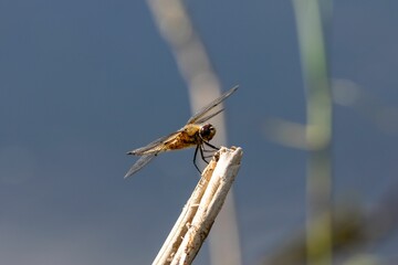 Poster - Closeup of a dragonfly perched on a branch