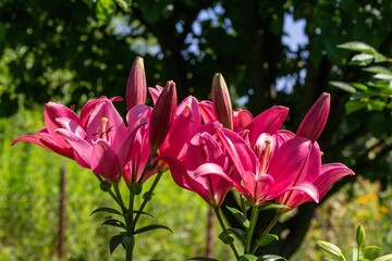 Sticker - Beautiful outdoor scene featuring a vibrant array of pink lilies in a lush garden setting.