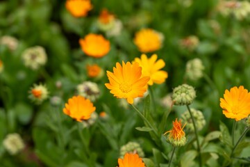 Poster - Vibrant closeup of a small cluster of yellow flowers.