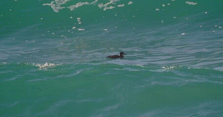 Wall Mural - Closeup footage of a duck swimming in a wavy sea