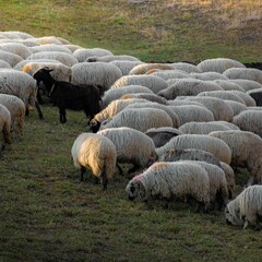 Wall Mural - View of sheeps grazing on the field under the sun light.