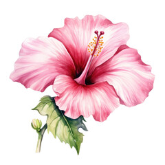 Sticker - Watercolor illustration of a pink hibiscus on a transparent backround.