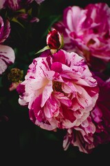 Sticker - Vertical closeup shot of a maurice utrillo rose in the garden.