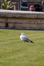 Seagull Walking In The Grass Of The Park With Tourists In The Background