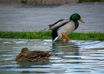Wall Mural - Two mallard ducks perched on a patch of grass near the edge of a body of water