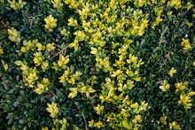 Top Down View Of A Vibrant Yellow And Green Bush
