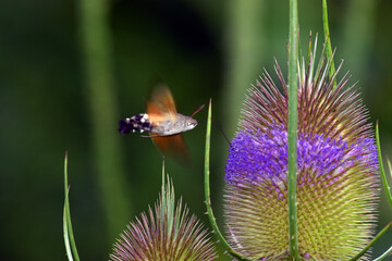 Wall Mural - The hummingbird hawk-moth (Macroglossum stellatarum) feeding on wild teasel (Dipsacus fullonum) flowers