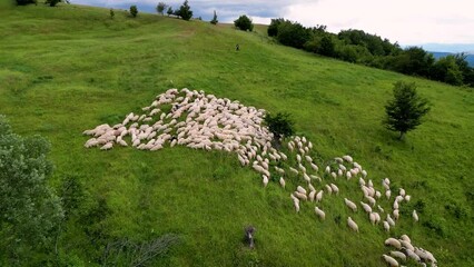 Wall Mural - Aerial video of a group of goats in the mountains covered with green grass and trees