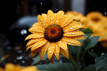 Closeup A Beautiful Yellow Sunflower Drenched With Rain Drops.