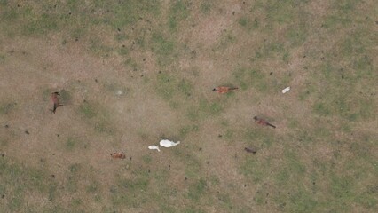 Poster - Top view of a herd of horses grazing in the green field