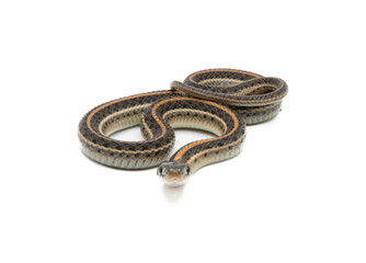 Wall Mural - Plains Garter Snake Isolated on White