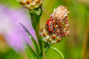 Wall Mural - Macro photograph of a specimen of Spilostethus saxatilis, a bugs belonging to the family Lygaeidae, standing on a thistle flower.