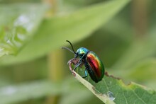 Selective Focus Shot Of A Vibrant Dogbane Beetle On A Leaf
