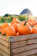 Pumpkins farm. Autumn harvest in wooden boxes in sunny backyard. Fall season. Homegrown organic vegetables from rural family garden. Local market preparing for Halloween. Subsistence agriculture