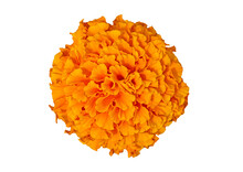 Beautiful Orange Marigold Flower Isolated On Transparent Background. Bright Orange Tagetes, African Marigolds Flower. Orange Head Flower Of Cempasuchil Used In Mexico S Altars On The Day Of Dead.
