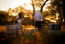 Beekeeping Or Apiculture, Care Of The Bees, Working Hand On Honey, Apiary (also Bee Yard) With Beehives And Working Beekeepers In Australian Outback, Honey Bee On The Honeycomb Or Flying Home