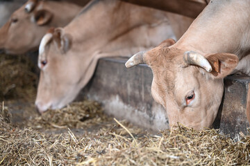 Wall Mural - agriculture ferme betail vache veau taureau lait boeuf elevage bio Wallonie Belgique corne