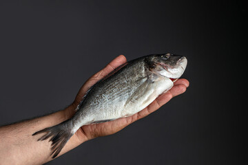 Wall Mural - man hands holds dorado fish on black background. place for text