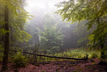 Canvas Print - Mysterious misty morning in the autumn forest