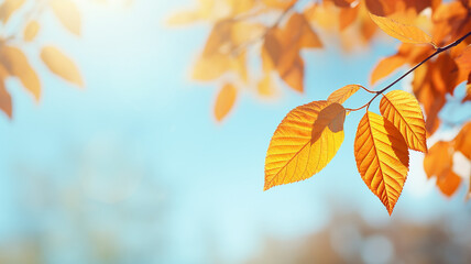 Wall Mural - autumn abstract background, elm branch with yellow leaves on a background with a copy space, october