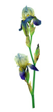 Spring Irises. Flowers. Nature. Isolated On Transparent Without Shadow. PNG. Close-up. Lilac, Purple, Blue Flower.