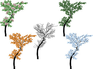 Wall Mural - isolated five trees from four seasons