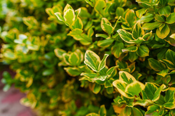 The leaves of the boxwood bush are evergreen. 