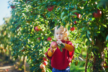 Wall Mural - Adorable preschooler girl picking red and yellow ripe organic apples